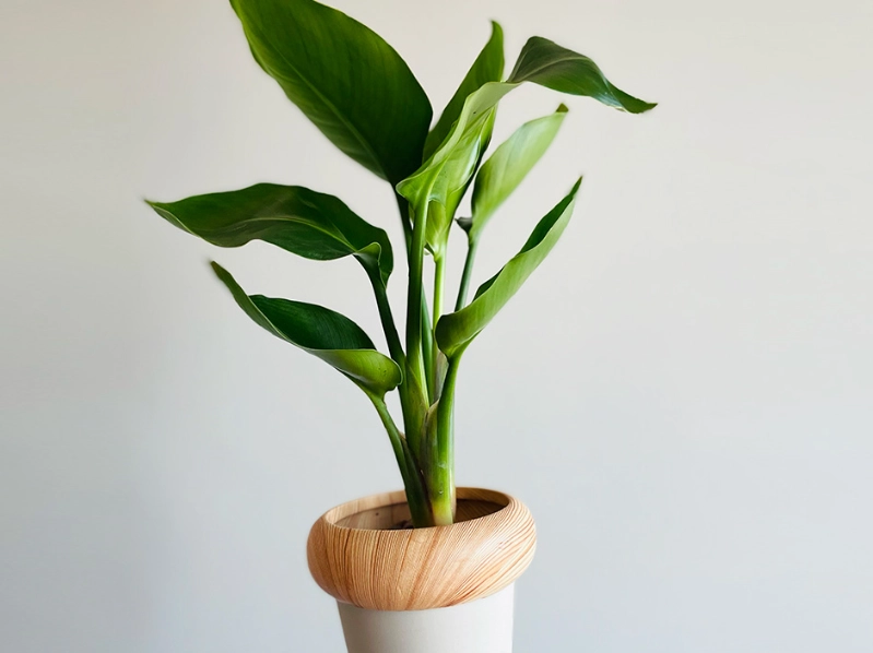 天堂鸟盆栽養護