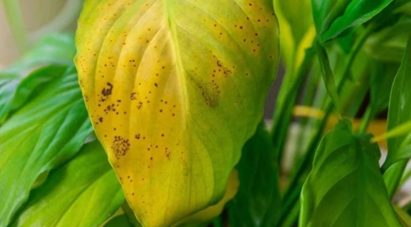 富貴樹葉子變黃原因