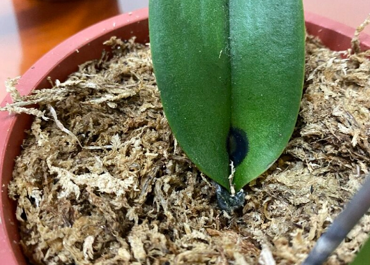 蝴蝶蘭葉子掉落