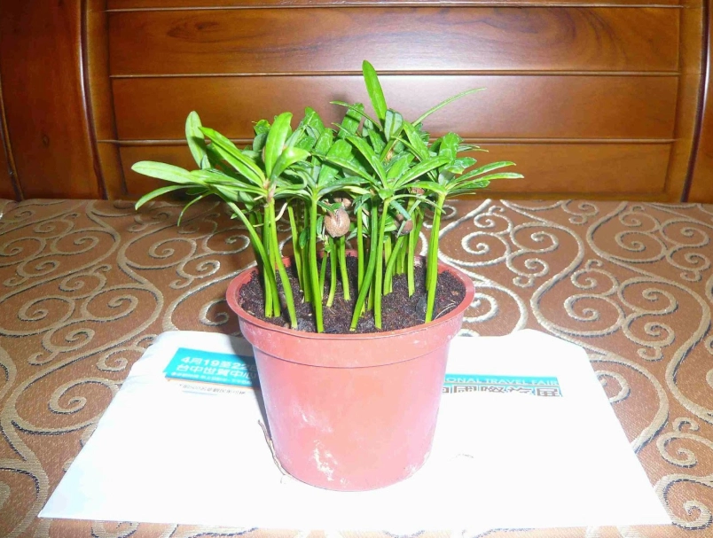 羅漢松種植技巧