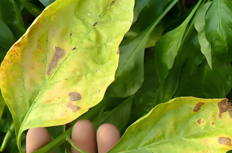 葉黃病防治