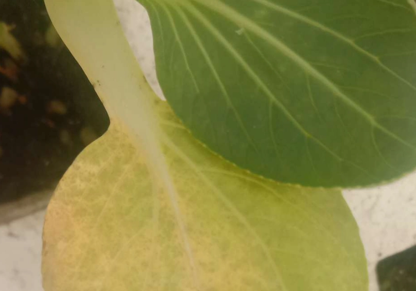蔬菜葉子變黃原因