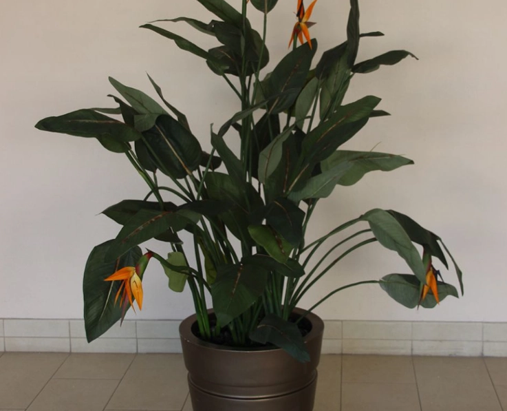 天堂鸟盆栽養護