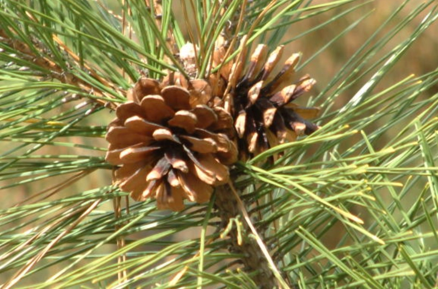 黑松植物種類 黑松植物種類