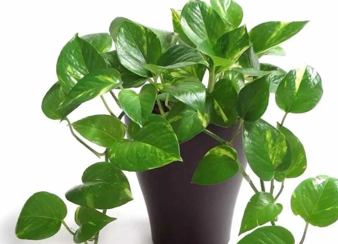 低光照植物照顧 低光照植物照顧