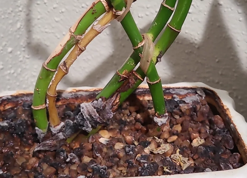 富貴竹霉菌防治