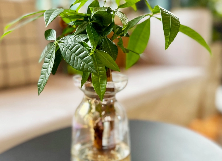 發財樹水種方法