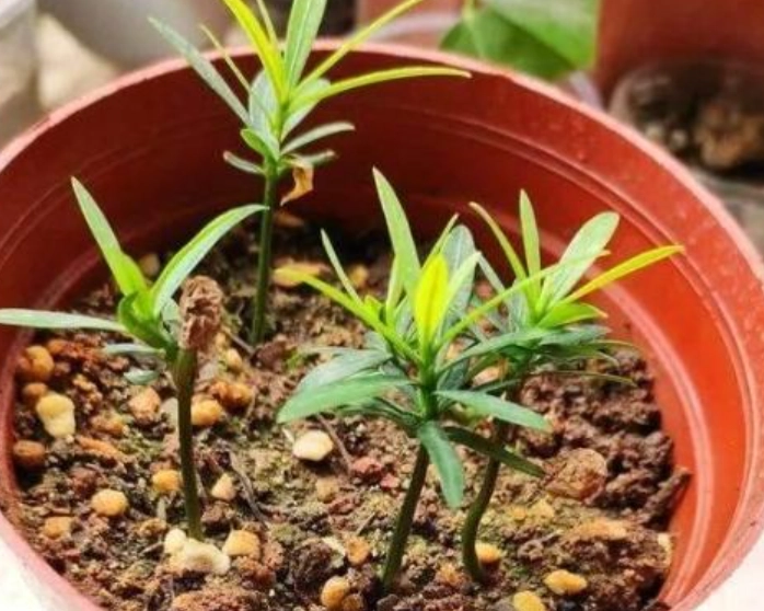 羅漢松養護方法