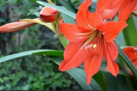 孤挺花花期幾天