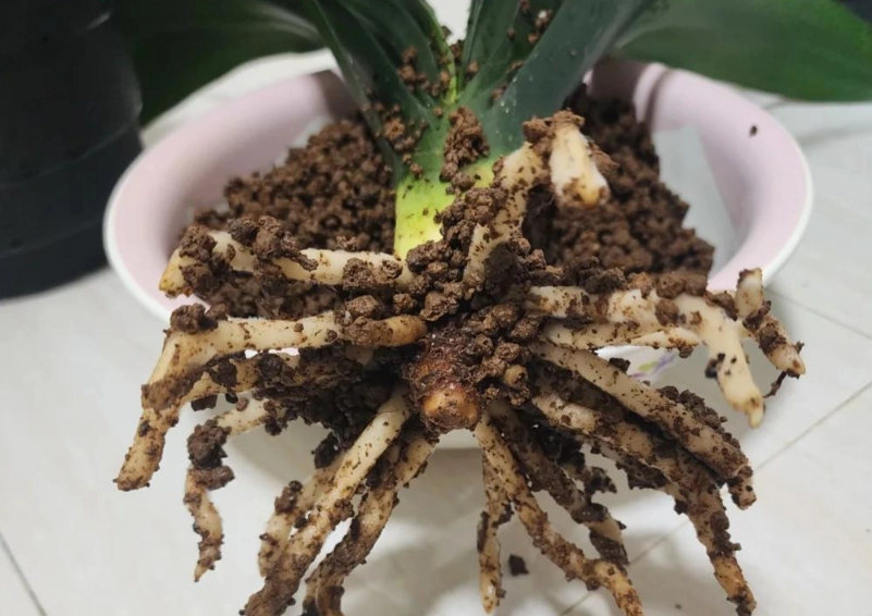 赤玉土種植虎尾蘭