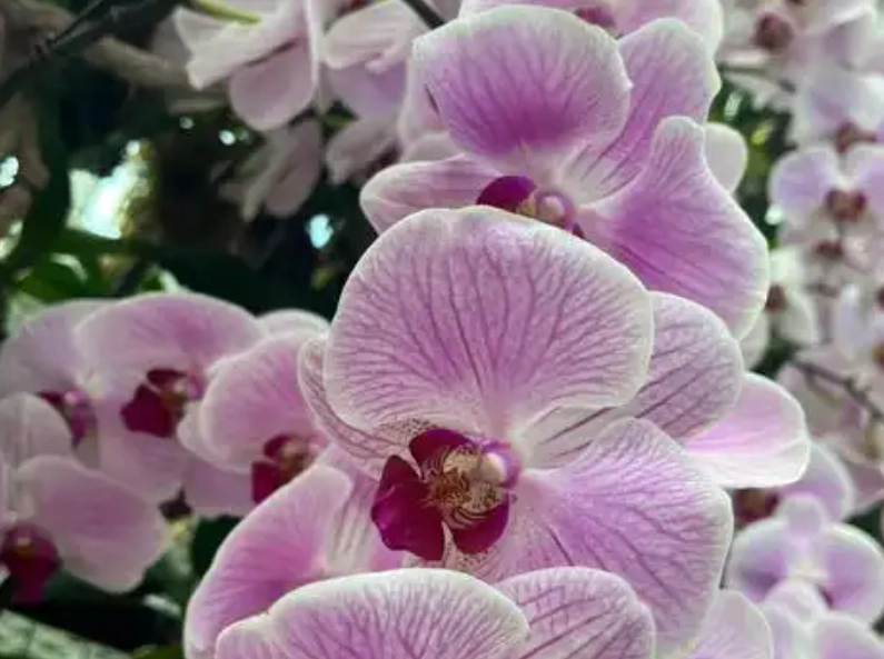 胡姬花分株技巧