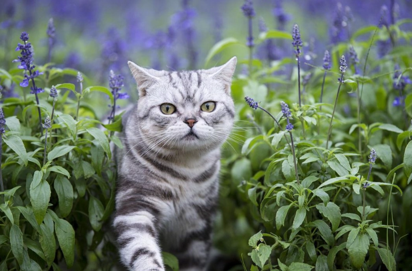薰衣草對貓咪的影響