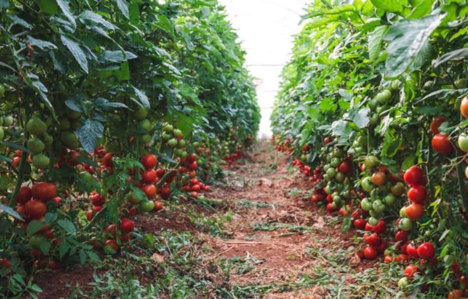 陽台種蕃茄方法