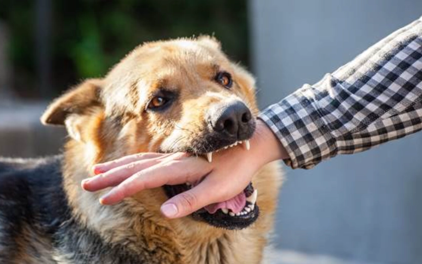夢到被狗咬右手 解夢