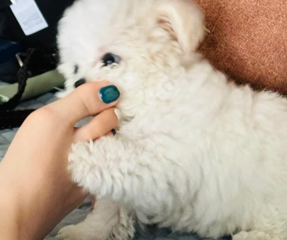 狗咬腳夢境解析