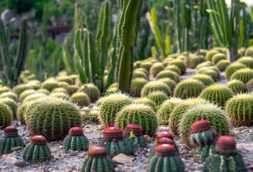 仙人掌種植優點