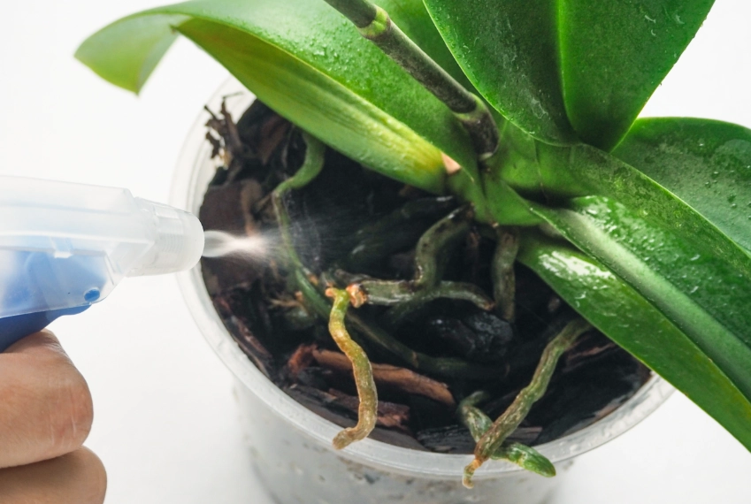 蝴蝶兰浇水方法