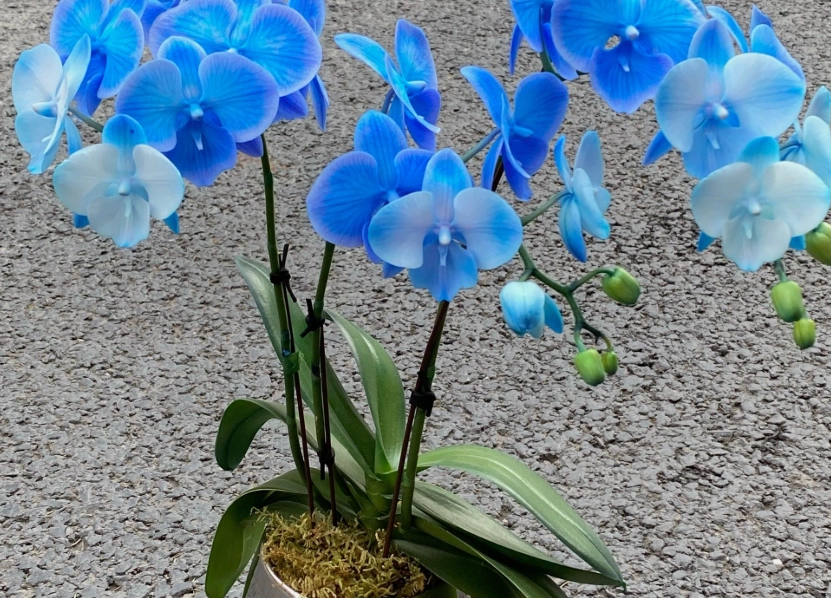 蝴蝶蘭澆水方法