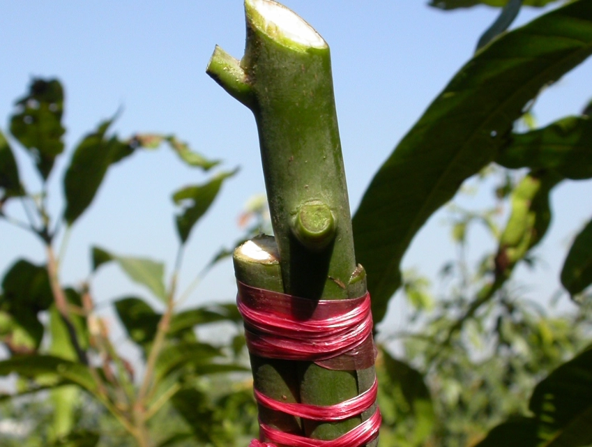 芒果嫁接技巧