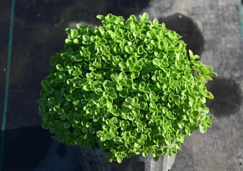 多肉植物綠景天