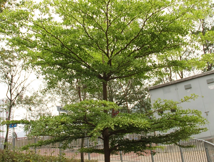 小葉欖仁修剪時間