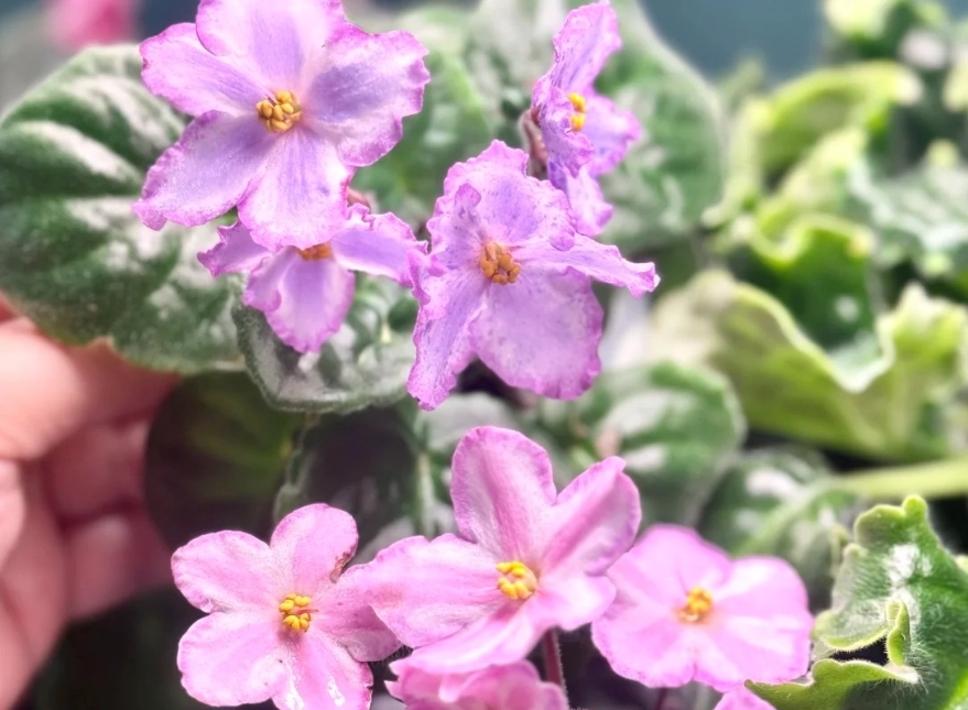 貓咪安全植物 貓咪安全植物