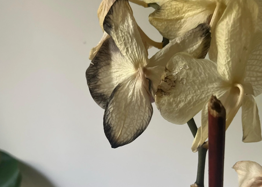 蘭花掉花原因 蘭花掉花原因