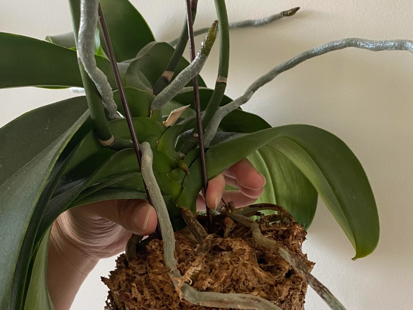 蝴蝶蘭氣根修剪