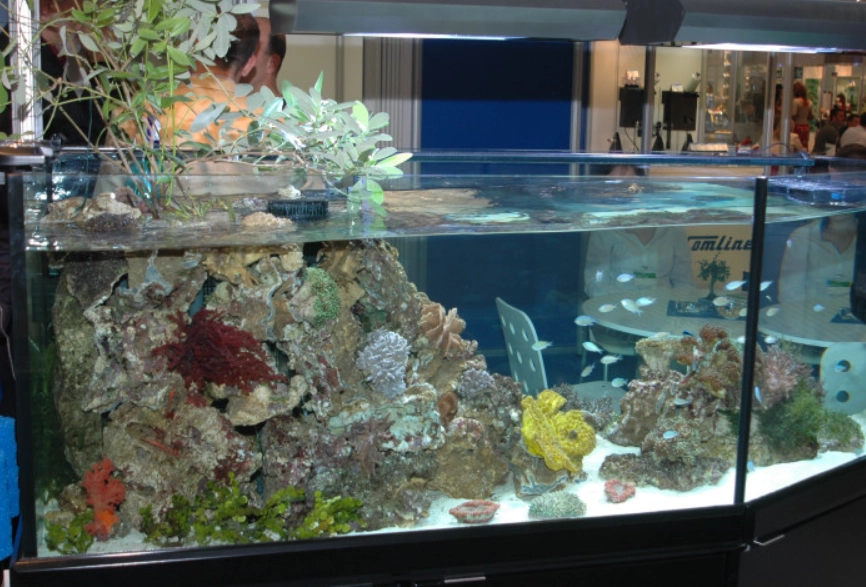 夢見水族箱評價