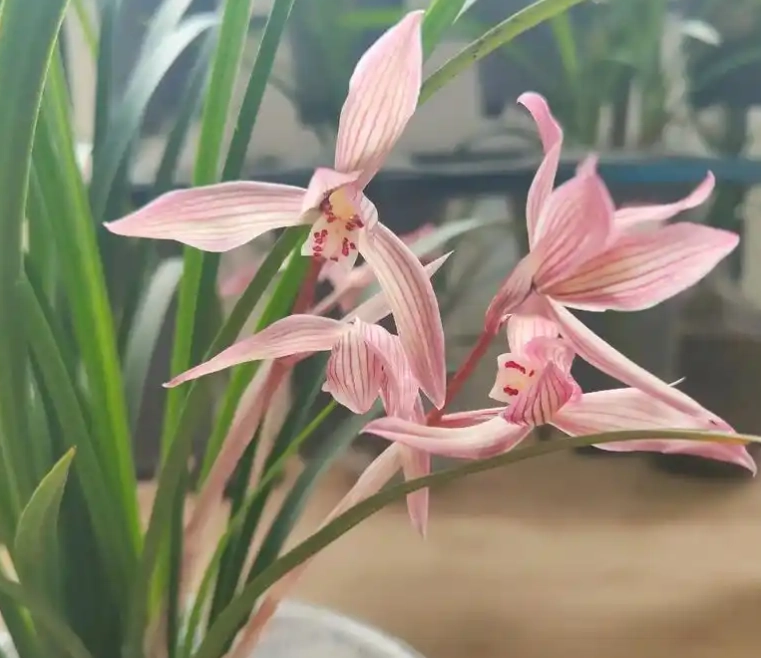 兰花病虫害防治