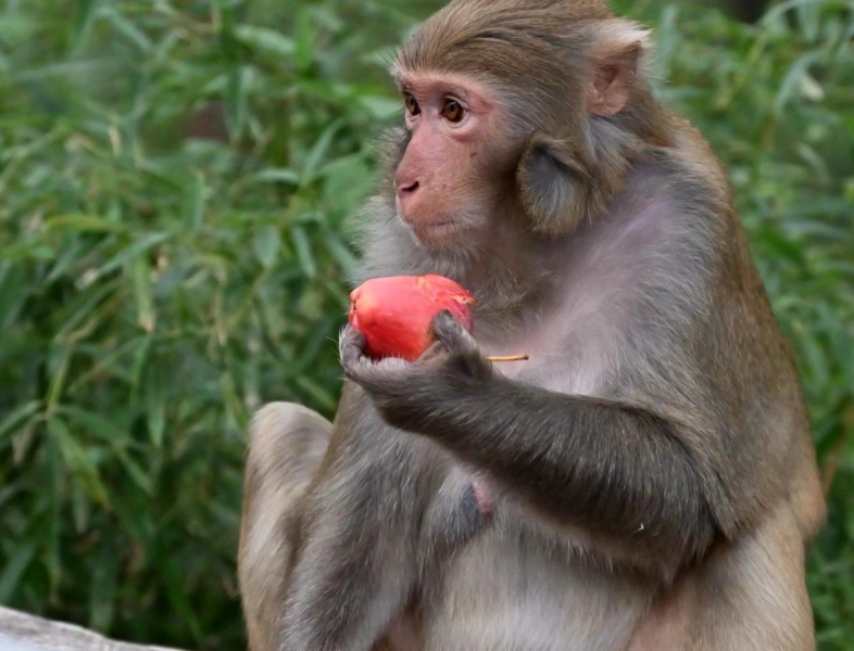 趕猴子夢境解析