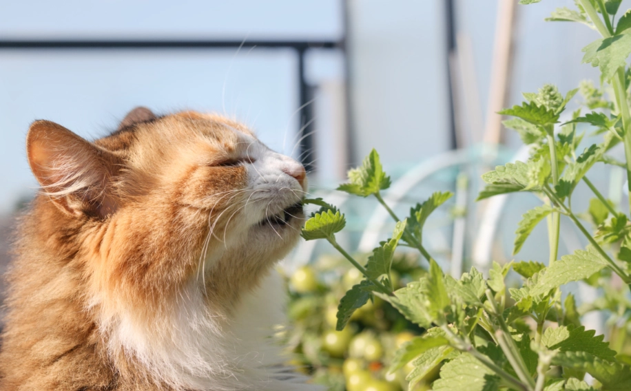 貓咪安全植物 貓咪安全植物
