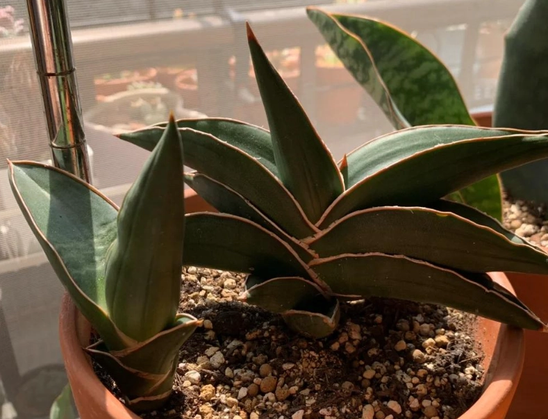 虎尾蘭光照需求