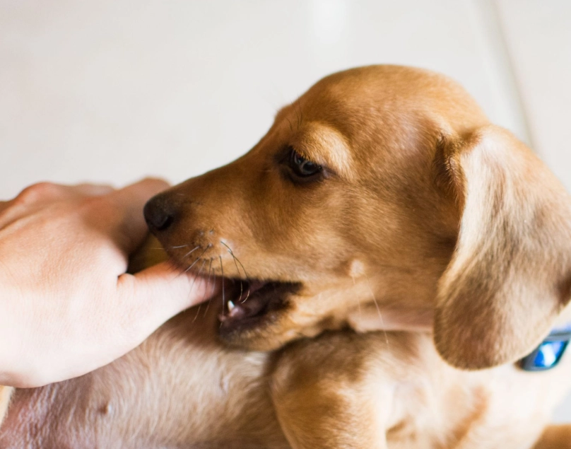 夢到被狗咬右手 解夢
