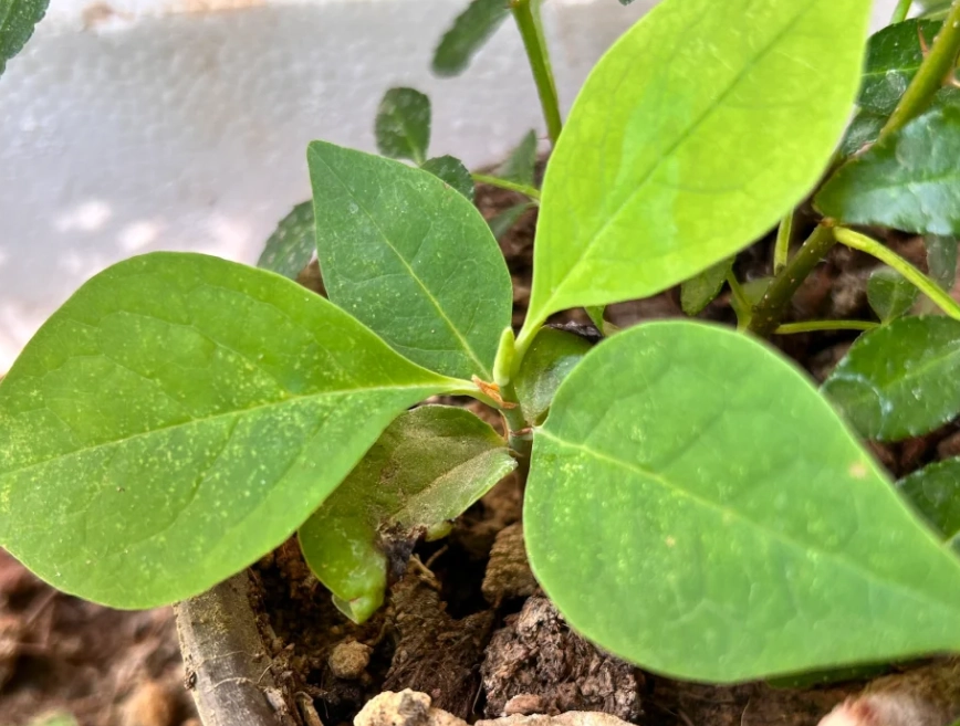 玉蘭花發芽方法