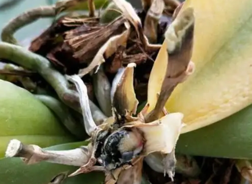 蝴蝶蘭枯萎原因