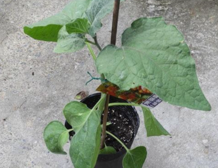 燈籠果生長條件