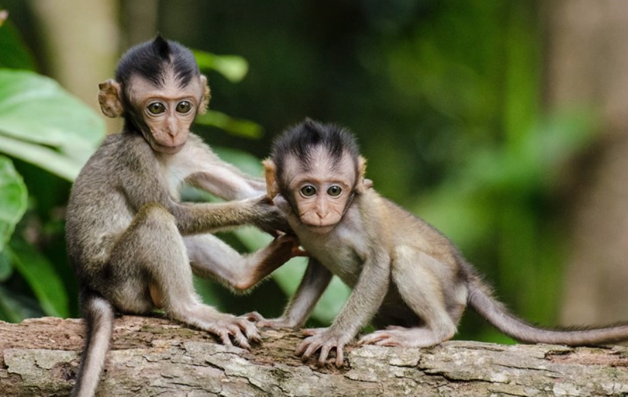 小猴子夢境解析