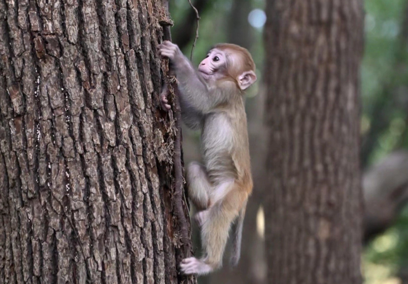猴子夢境心理學
