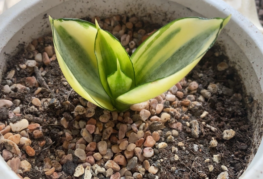 虎尾蘭介質配方