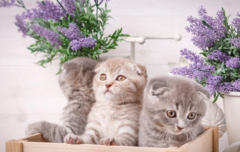 貓咪薰衣草安全