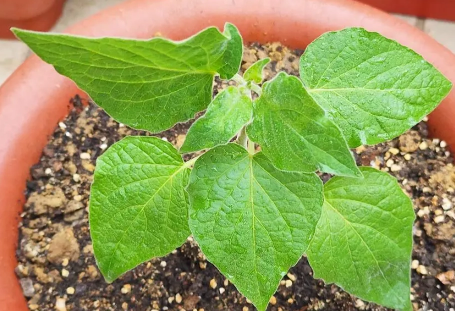 燈籠果種植方法