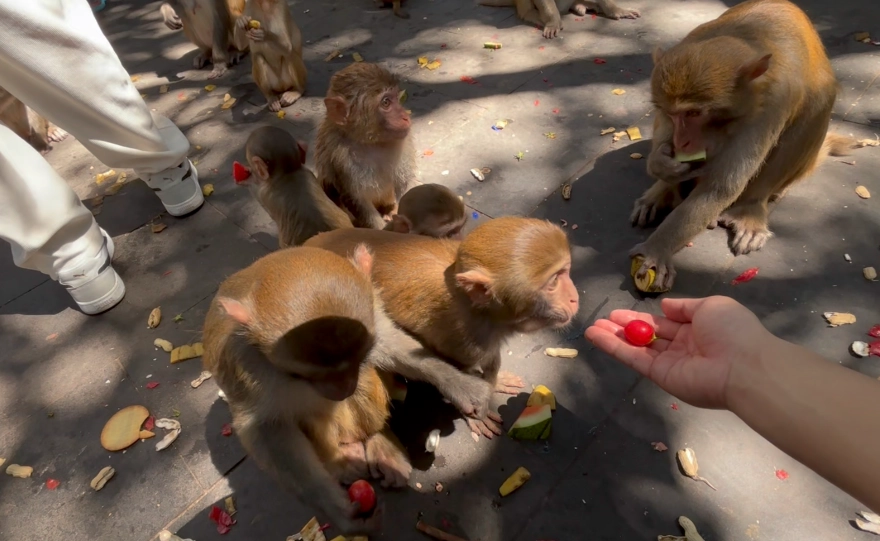 趕猴子夢境解析