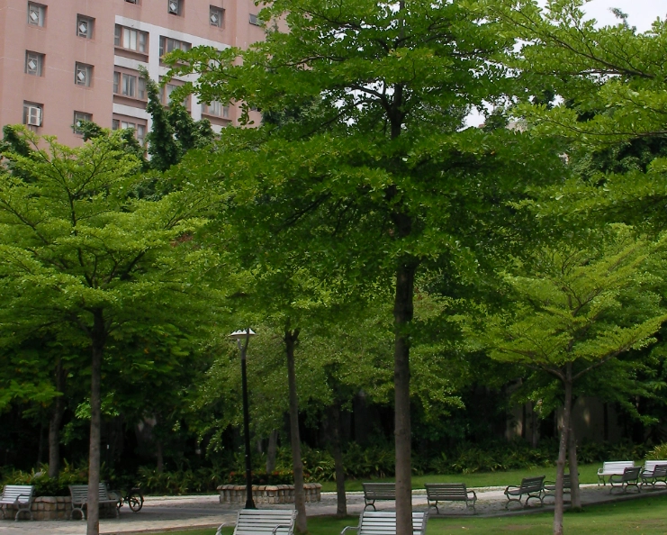 小葉欖仁修剪方法