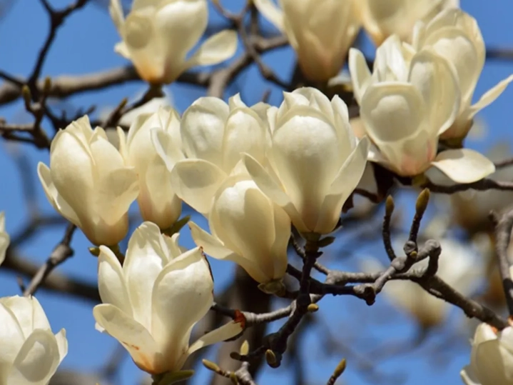 玉蘭花發芽方法