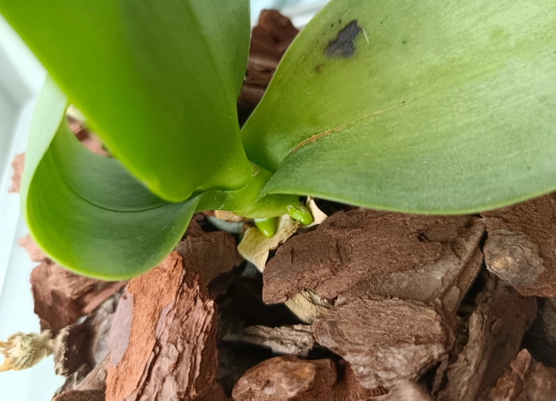 蝴蝶蘭介質選擇