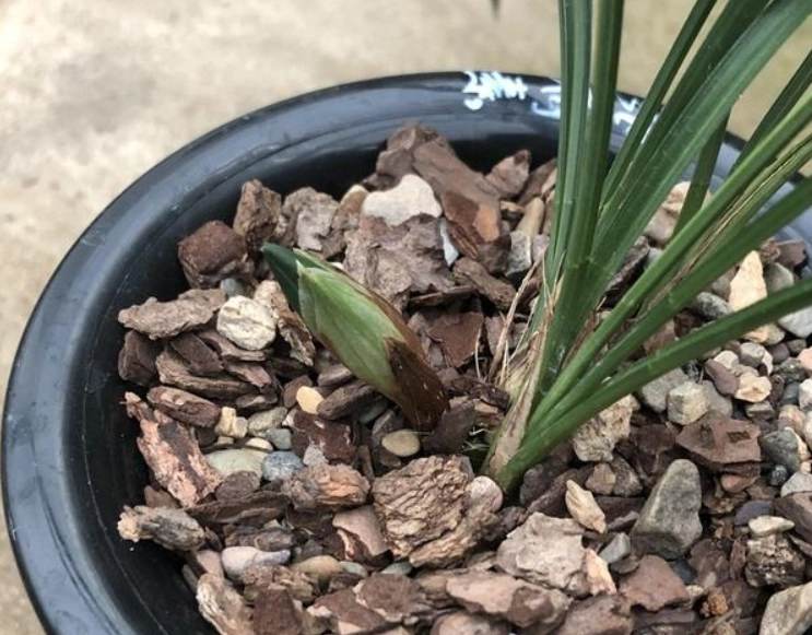 蘭花花苞枯萎原因