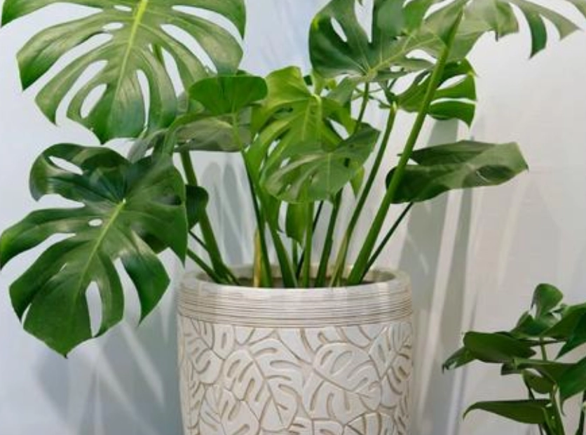 龜背芋開花條件