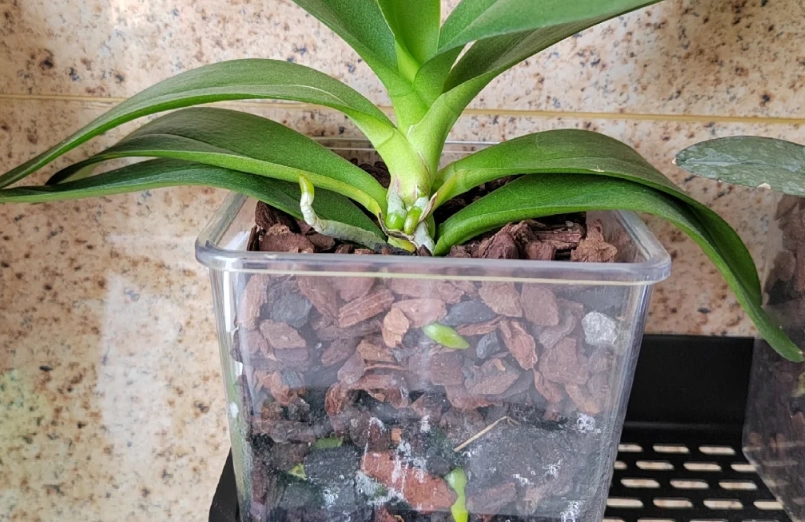 蝴蝶蘭樹皮介質