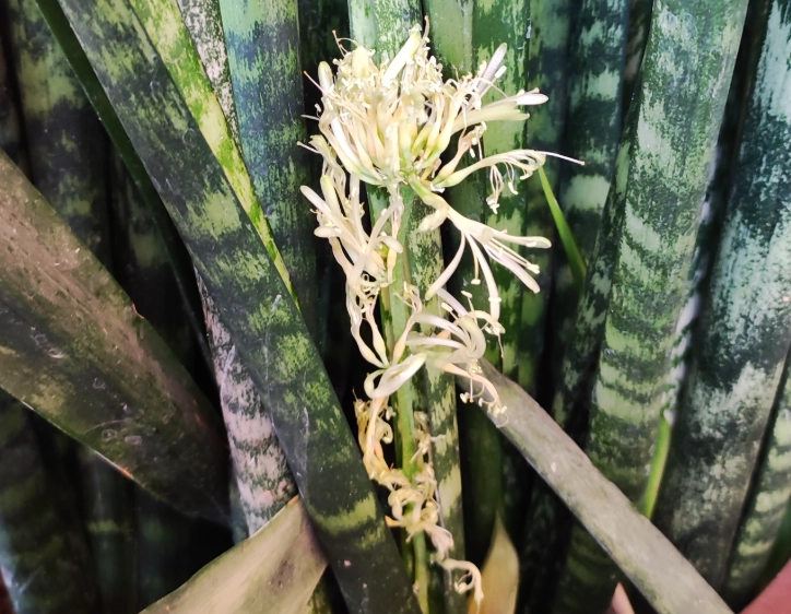 虎尾蘭開花後護理